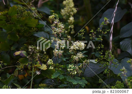 アキカラマツの花 アキカラマツの花 82300067