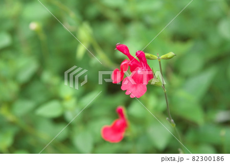 チェリーセージの赤花【緑背景】 チェリーセージの赤花【緑背景】 82300186