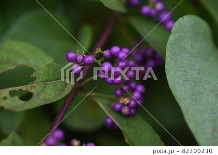コムラサキの実 コムラサキの実 82300230