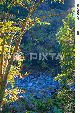三波石峡沿い 秋の風景 紅葉の季節 三波石峡沿い 秋の風景 紅葉の季節 82300246