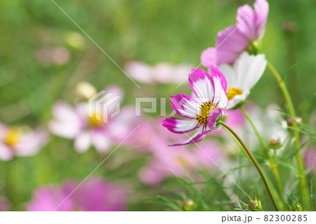 コスモスの複色の花【緑背景】 コスモスの複色の花【緑背景】 82300285