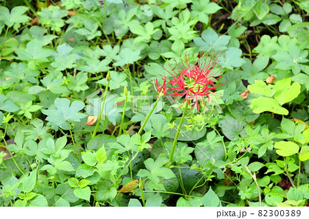 ヒガンバナの花 ヒガンバナの花 82300389