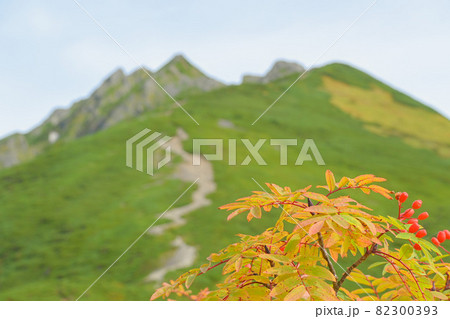 秋の西穂稜線から見る西穂高岳 実りの秋 秋の西穂稜線から見る西穂高岳 実りの秋 82300393