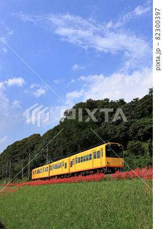 彼岸花と三岐鉄道北勢線 彼岸花と三岐鉄道北勢線 82300397