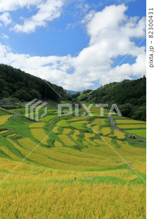 秋の空に奥行きのある棚田の風景(よこね棚田) 82300431