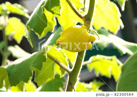 フォックスフェイスの黄色い実【緑背景】 フォックスフェイスの黄色い実【緑背景】 82300564