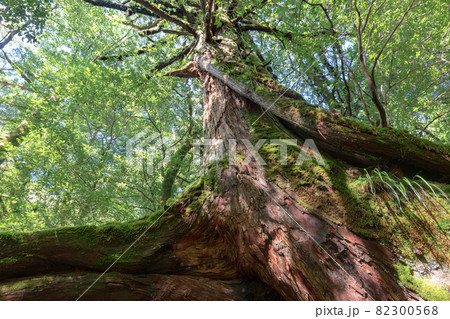 屋久島白谷雲水峡の森(10月)屋久杉三本足杉と木漏れ日 82300568