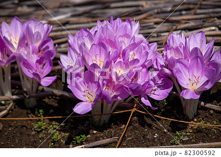イヌサフラン（meadow saffron ）、有毒植物だが漢方原料になる。 82300592