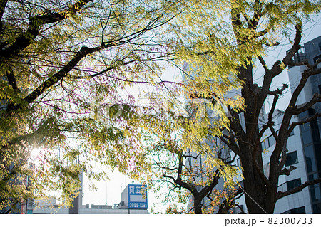 不忍池／東京都台東区上野公園 82300733