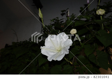 1輪の白い夜顔の花にピントを合わせて撮影した様子 1輪の白い夜顔の花にピントを合わせて撮影した様子 82301041