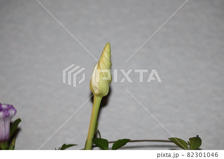 1輪の夜顔の花のつぼみにピントを合わせて撮影 1輪の夜顔の花のつぼみにピントを合わせて撮影 82301046