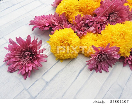 食用菊 食用菊 82301107