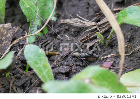 ノミバッタ ノミバッタ 82301341