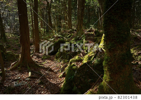 富士山北麓大室山北面の森と青木ヶ原樹海との境界 富士山北麓大室山北面の森と青木ヶ原樹海との境界 82301438