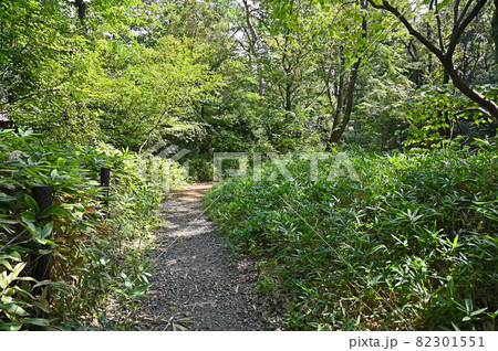 目黒区立駒場野公園　散策路 82301551
