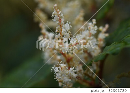 イタドリの花 82301720