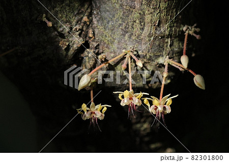 自然 植物 カカオ、種子はチョコレートの原料。花は幹から直接花柄を出して咲きます 自然 植物 カカオ、種子はチョコレートの原料。花は幹から直接花柄を出して咲きます 82301800