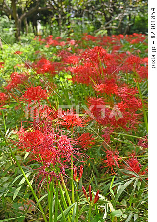 植物：ヒガンバナ　ヒガンバナ科　目黒区立駒場野公園 82301854