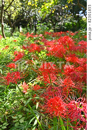 植物:ヒガンバナ ヒガンバナ科 目黒区立駒場野公園 植物:ヒガンバナ ヒガンバナ科 目黒区立駒場野公園 82301855