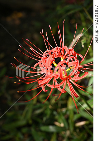 植物：ヒガンバナ　ヒガンバナ科　目黒区立駒場野公園 82301857