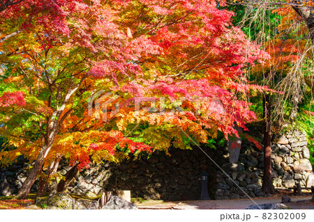 懐古園の紅葉 懐古園の紅葉 82302009