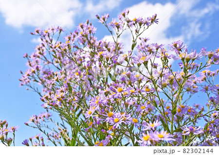 植物：シオン　キク科 82302144