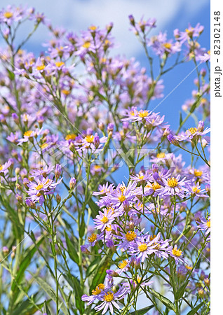 植物:シオン キク科 植物:シオン キク科 82302148