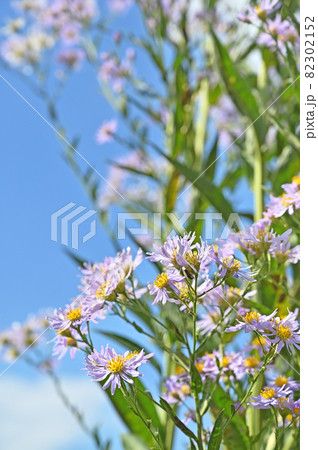 植物:シオン キク科 植物:シオン キク科 82302152