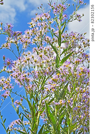 植物:シオン キク科 植物:シオン キク科 82302156