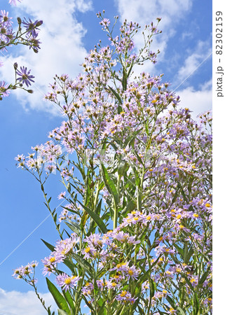 植物：シオン　キク科 82302159
