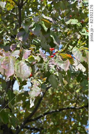 樹木：ハナミズキ　ミズキ科 82302176