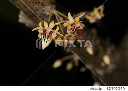 自然　植物　カカオ、複雑な花。紫色は仮雄ずいで本当の雄しべは変わった形の花弁に隠されています 82302360