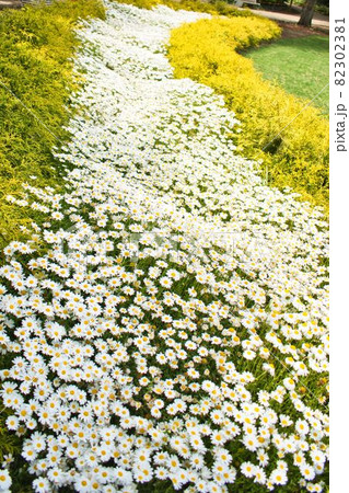 一面小菊の花壇 一面小菊の花壇 82302381