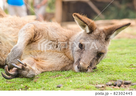 オーストラリアの眠そうなカンガルー オーストラリアの眠そうなカンガルー 82302445