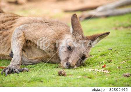 オーストラリアの眠そうなカンガルー オーストラリアの眠そうなカンガルー 82302446