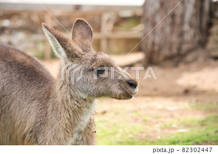 オーストラリアの眠そうなカンガルー オーストラリアの眠そうなカンガルー 82302447