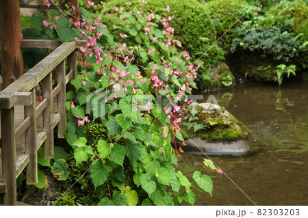 寂光院の秋海棠 82303203