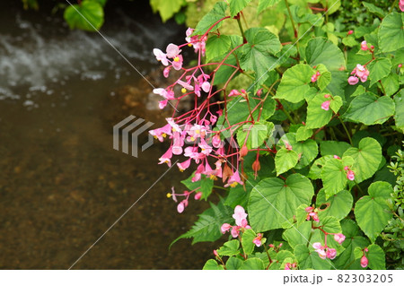 寂光院の秋海棠 寂光院の秋海棠 82303205