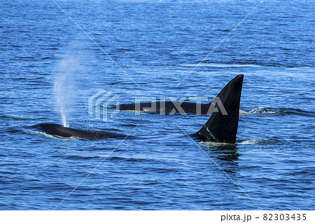 ブローするシャチ 82303435