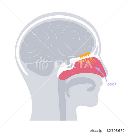 Olfactory nerve anatomy 82303672