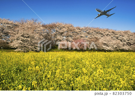 幸手市の権現堂堤・満開の桜と菜の花 幸手市の権現堂堤・満開の桜と菜の花 82303750