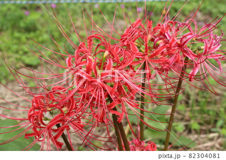 彼岸花 曼珠沙華 美山 【京都】 彼岸花 曼珠沙華 美山 【京都】 82304081
