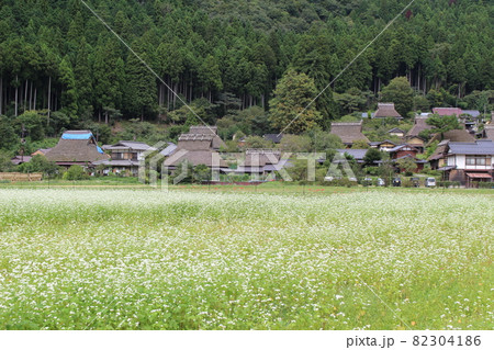 秋の美山 かやぶきの里 蕎麦の花と彼岸花と 【京都府】 秋の美山 かやぶきの里 蕎麦の花と彼岸花と 【京都府】 82304186