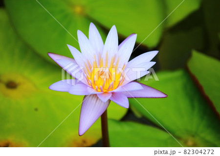 石垣島の熱帯スイレン 82304272