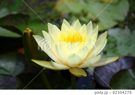 石垣島の熱帯スイレン 石垣島の熱帯スイレン 82304278