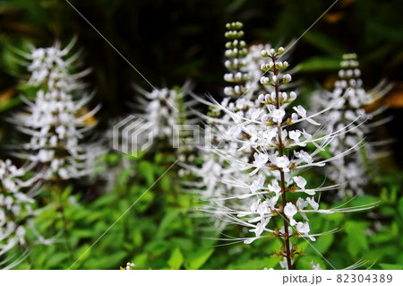 石垣島のネコノヒゲ 82304389