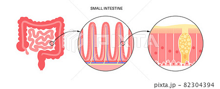 Intestinal villi anatomy 82304394