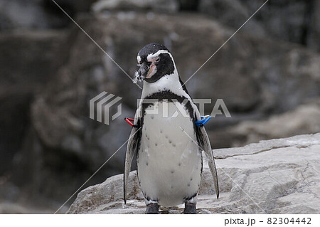 ズーラシアのフンボルトペンギン 82304442