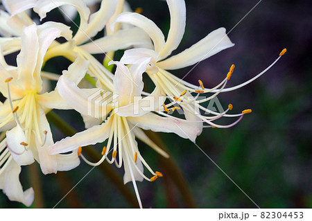 優しい色合いが魅力的な白い彼岸花 82304453