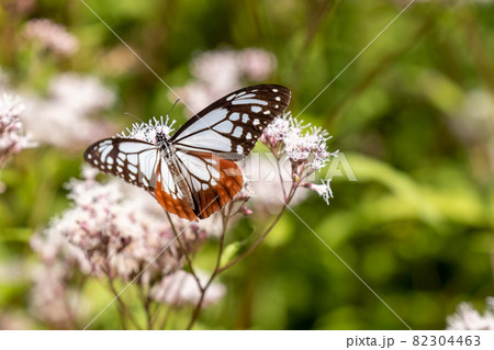 フジバカマに舞うアサギマダラ 82304463